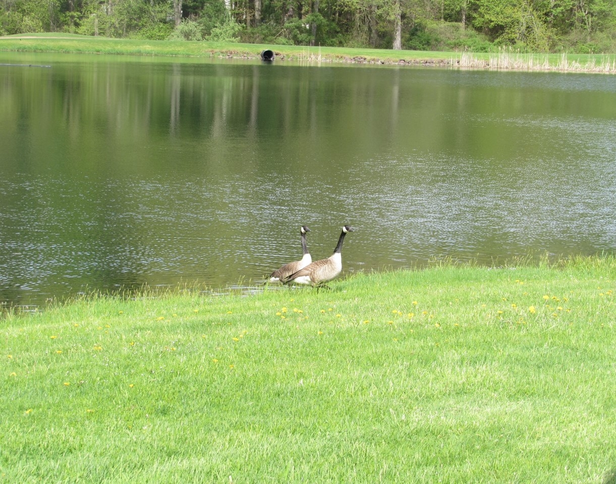 Pond